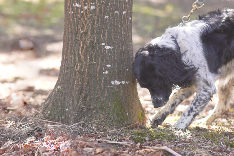 a dog digs for truffles at the base of a tree